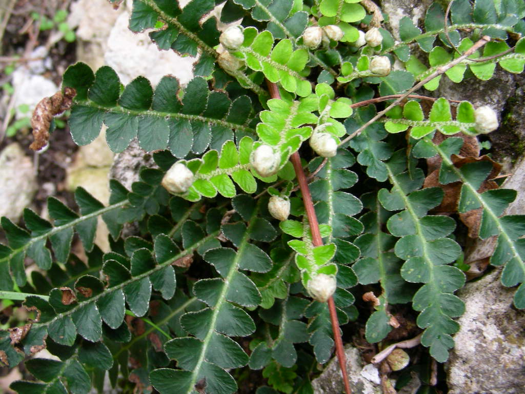 Asplenium ceterach